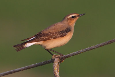 Northern wheatear (oenanthe oenanthe), Vullierens, Switzerland, April 2010