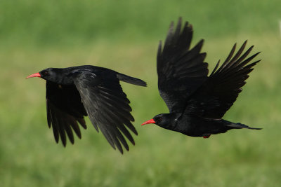 Red-billed chough (pyrrhocorax pyrrhocorax), Leukerfeld, Switzerland, April 2010