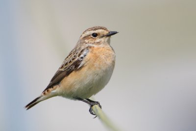 Whinchat (saxicola rubetra), Grancy, Switzerland, April 2010