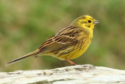 Yellowhammer (emberiza citrinella), Ayer, Switzerland, April 2010