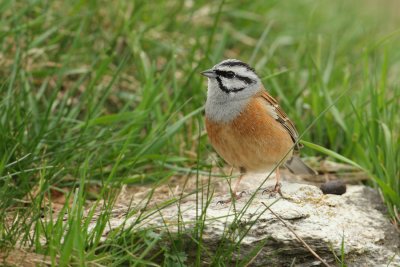 Rock bunting (emberiza cia), Ayer, Switzerland, April 2010