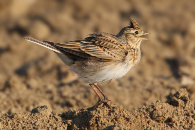 Skylark  (alauda arvensis), Vullierens, Switzerland, April 2010