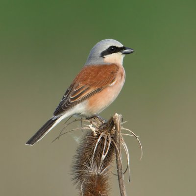 Red-backed shrike (lanius collurio), Aclens, Switzerland, April 2010