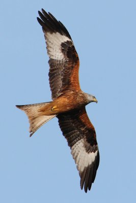 Red kite (milvus milvus), Apples, Switzerland, April 2010