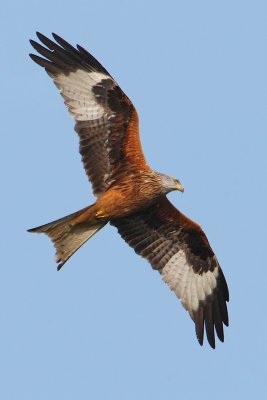 Red kite (milvus milvus), Apples, Switzerland, April 2010