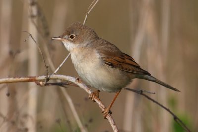 Common whitethroat (sylvia communis), Aclens, Switzerland, April 2010