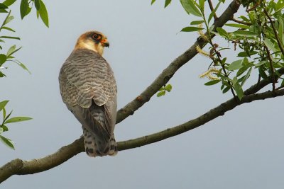 Red-footed falcon (falco vespertinus), Leuk, Switzerland, May 2010