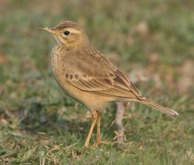 Paddyfield pipit (anthus rufulus), Bharatpur, India, December 2009