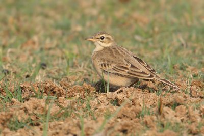 Tawny pipit (anthus campestris), Bharatpur, India, December 2009