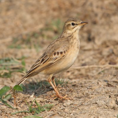 Tawny pipit (anthus campestris), Bharatpur, India, December 2009