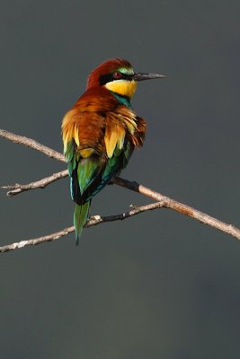 European bee-eater (merops apiaster), Wallis, Switzerland, June 2010