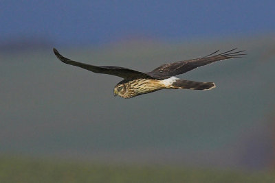 Hen harrier, Oppens, Switzerland, December 2006