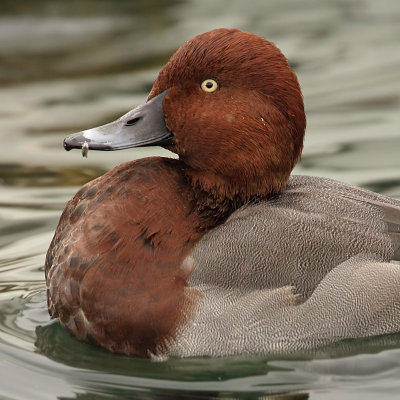Common pochard x ferruginous duck (aythya ferina x nyroca), Morges, Switzerland, October 2007