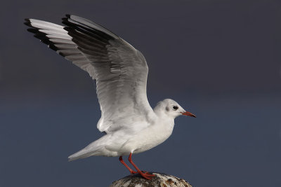 Black-headed gull (larus ridibundus), Saint-Sulpice, Switzerland, October 2007