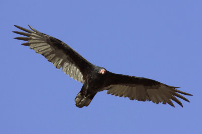 Turkey vulture, Prairie Dog Town (BLNP, SD), USA, September 2007