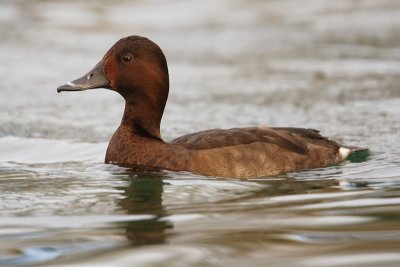 Ferruginous duck x common pochard (aythya ferina x nyroca), Morges, Switzerland, November 2007