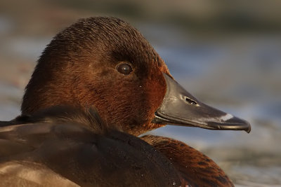 Ferruginous duck x common pochard (aythya ferina x nyroca), Morges, November 2007