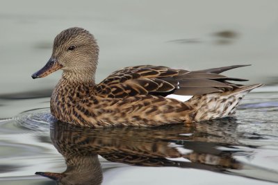 Gadwall (anas strepera), Saint-Sulpice, Switzerland, November 2007