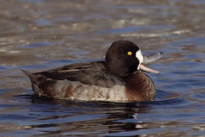 Tufted duck x greater scaup (aythya fuligula x marila), Saint-Sulpice, Switzerland, November 2007