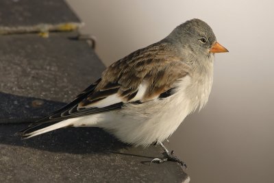 White-winged snowfinch 