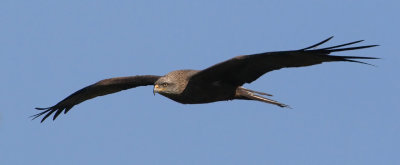 Black kite, Echandens, Switzerland, March 2008