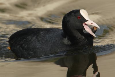 Common coot, La Sauge, Switzerland, March 2008