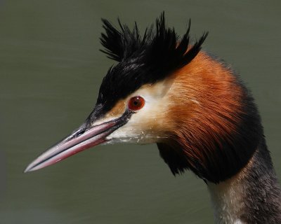 Great crested grebe, Saint-Sulpice, Switzerland, March 2008