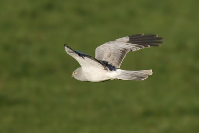 Hen harrier, Oppens, Switzerland, December 2006