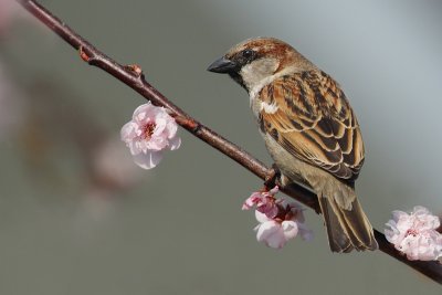 House sparrow, Echandens, Switzerland, April 2008