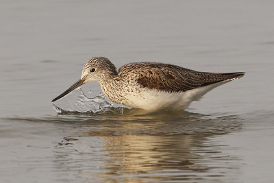 Greenshank, Préverenges, Switzerland, April 2008