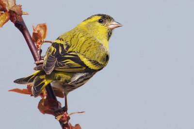 Siskin, Echandens, Switzerland, April 2008