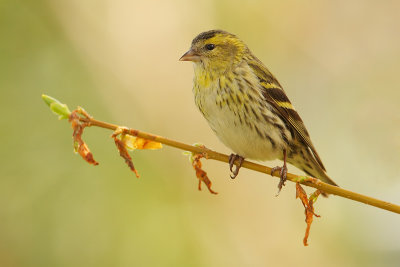 Siskin, Echandens, Switzerland, April 2008