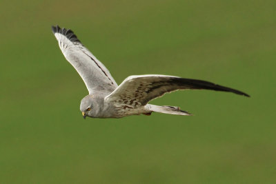 Montagu's harrier, Grancy, Switzerland, April 2008