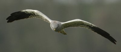 Montagu's harrier, Grancy, Switzerland, April 2008