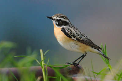 Whinchat, Leukerfeld, Switzerland, April 2008