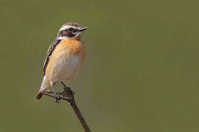 Whinchat, Leukerfeld, Switzerland, April 2008