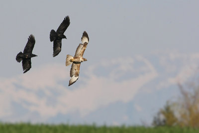 Common buzzard, Echandens, Switzerland, April 2008