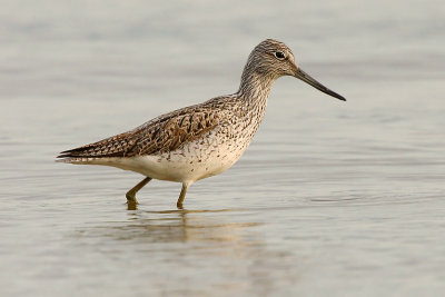 Greenshank, Prverenges, Switzerland, April 2008