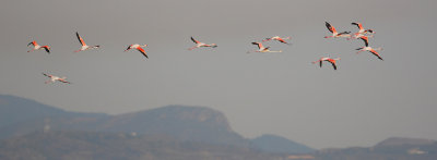 Greater flamingo, Santa Pola, Spain, May 2008
