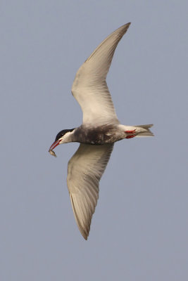 Whiskered tern, Santa Pola, Spain, May 2008