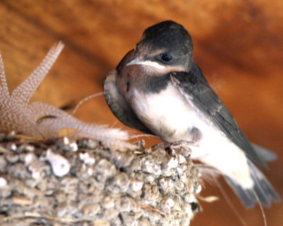 IMG_2509_crop1.jpg