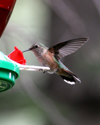 IMG_2732_crop.jpg