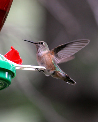 IMG_2733_crop.jpg