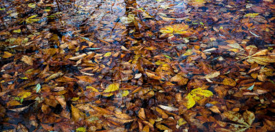 Pond with leaves