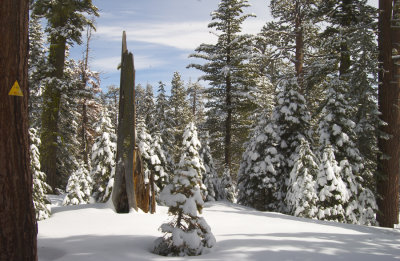 DSC_5475 Spire in the snow laden woods.jpg