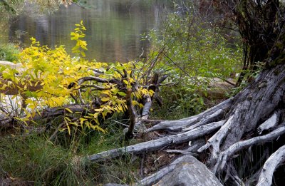 DSC_8983 10-24-03 Merced River, dog bane & roots of a dead tree, grass.jpg