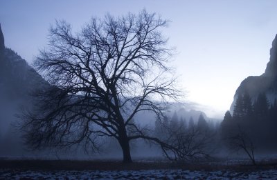 DSC_9722 12-13-03 YF Meadow, Oak tree after sundown with mist clearing 1.jpg