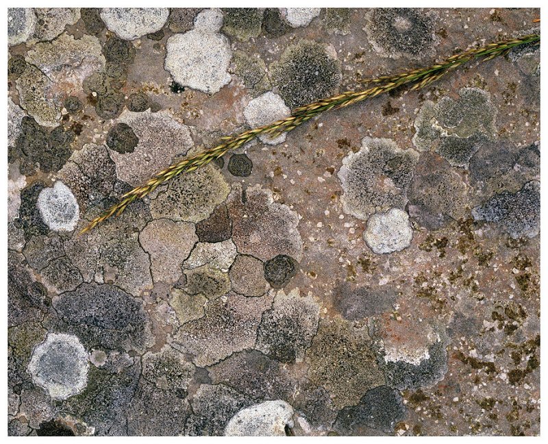 Grass on lichen (2)