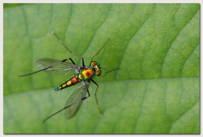 Dolichopid Fly - 1