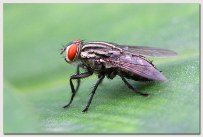 Fly Macro